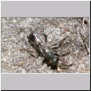 Dipogon subintermedius - Wegwespe w07e 7-8mm Sandgrube Niedringhaussee - beim Einsammeln von Nestmaterial-det.jpg